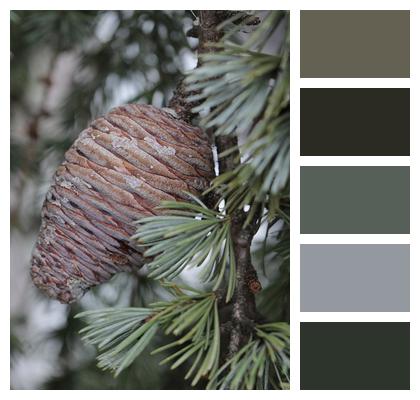 Spruce Tree Pine Cone Image